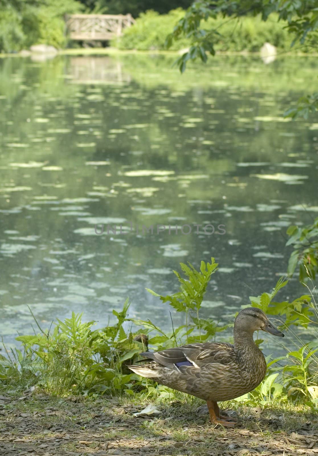 brown duck standing in front of a lake in central park, new york