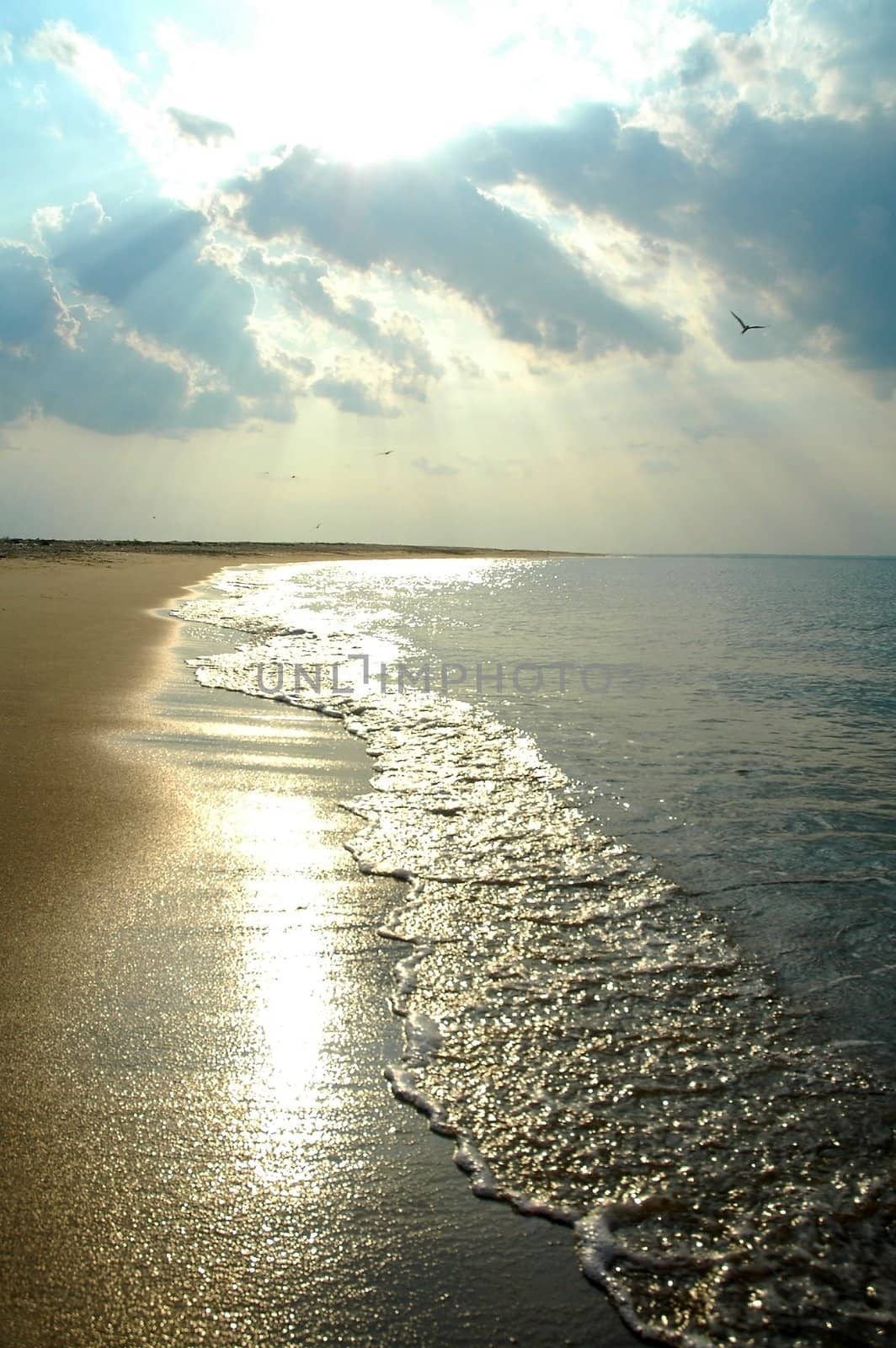 beach coastline, direct sunlight, cloudy sky, birds