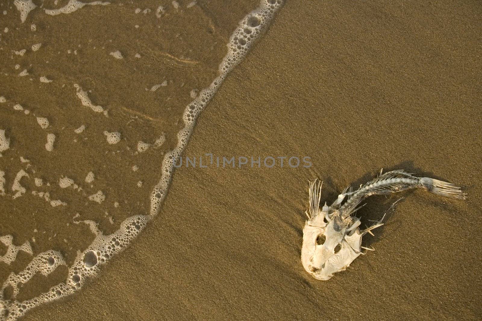 dead fish bones stranded on sand, ocean water