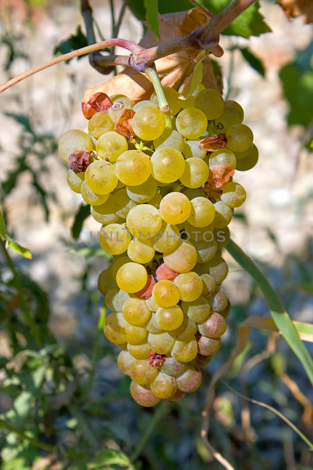 grape cluster by zhannaprokopeva