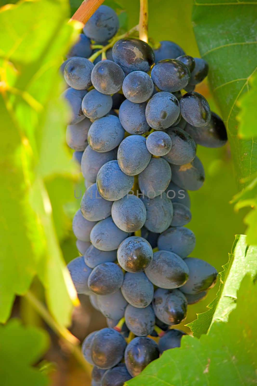 Bunch of dark grapes.An image with shallow depth of field.