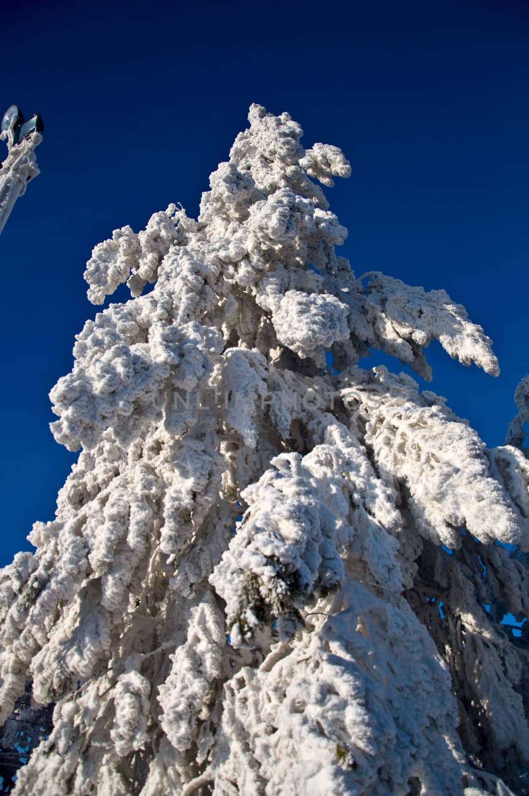 Spruce branches covered with snow against the blue sky. Snowy winter.