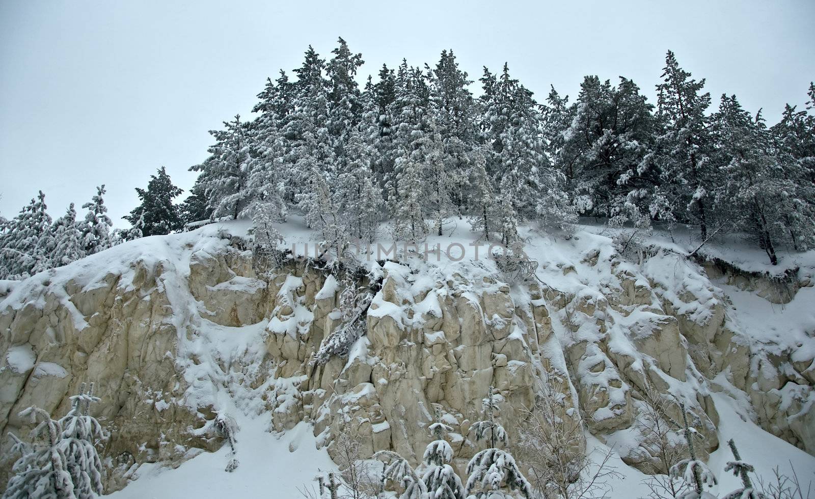 Pine forest on the rock. Branches covered with snow. Cloudy weather.