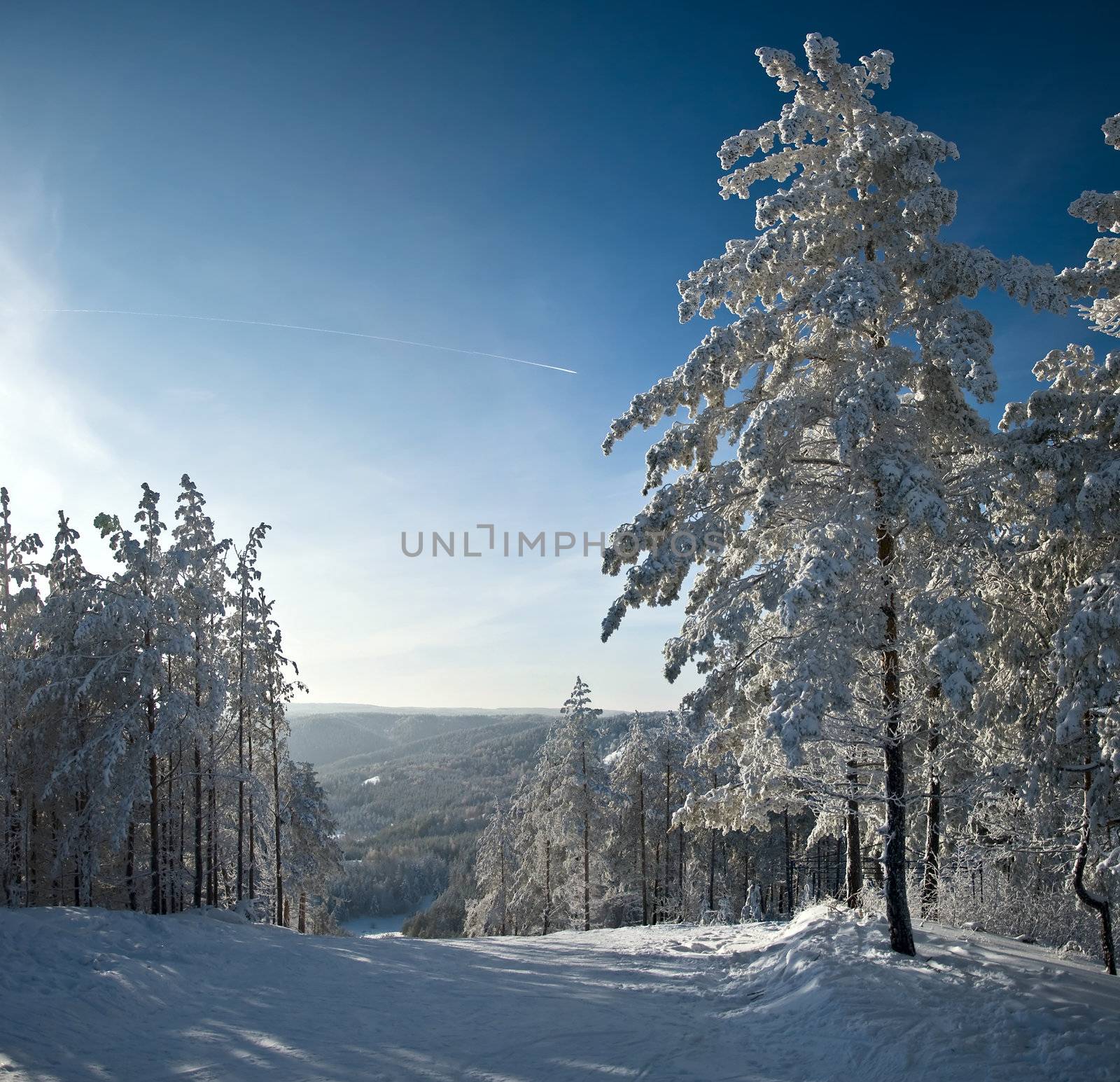 Winter mountain landscape. Snow-covered spruce and blue sunny skies.
