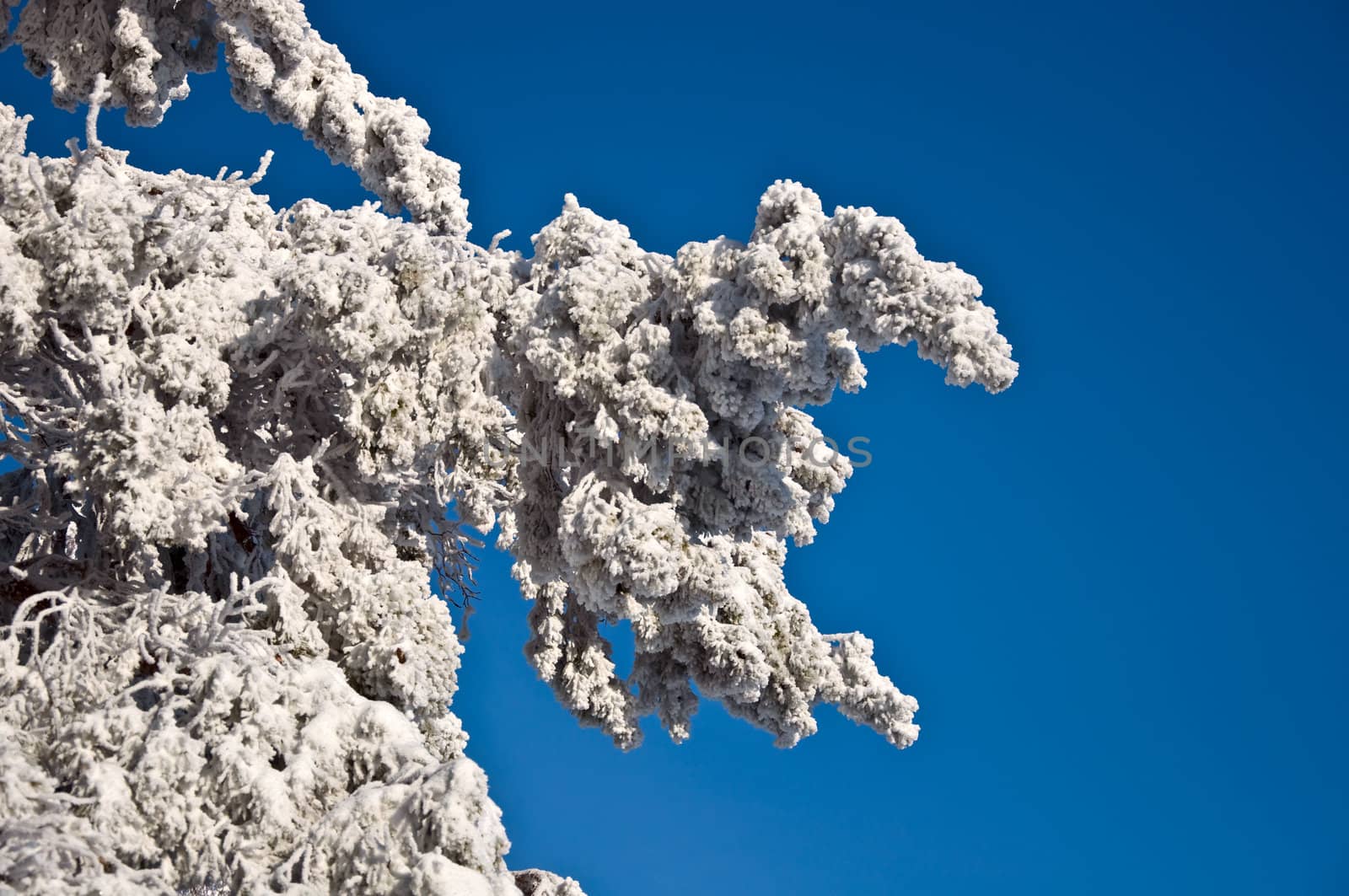 Spruce branches covered with snow against the blue sky. Snowy winter.