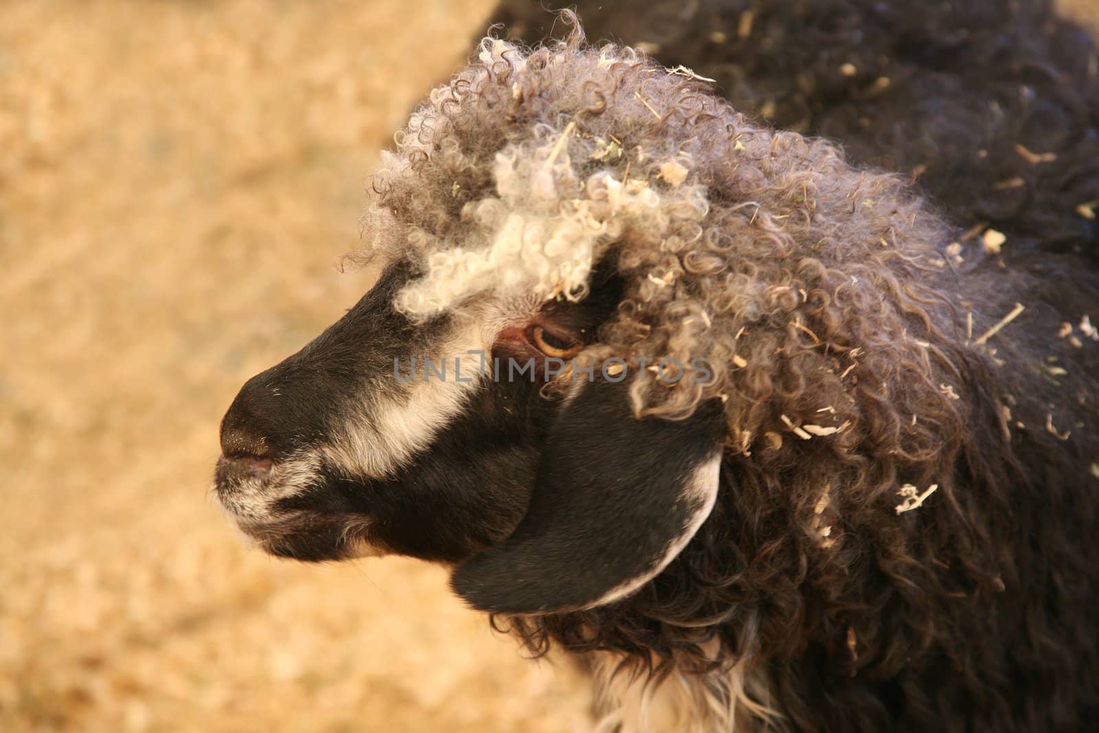 Beautiful goat or colorful wooly sheep