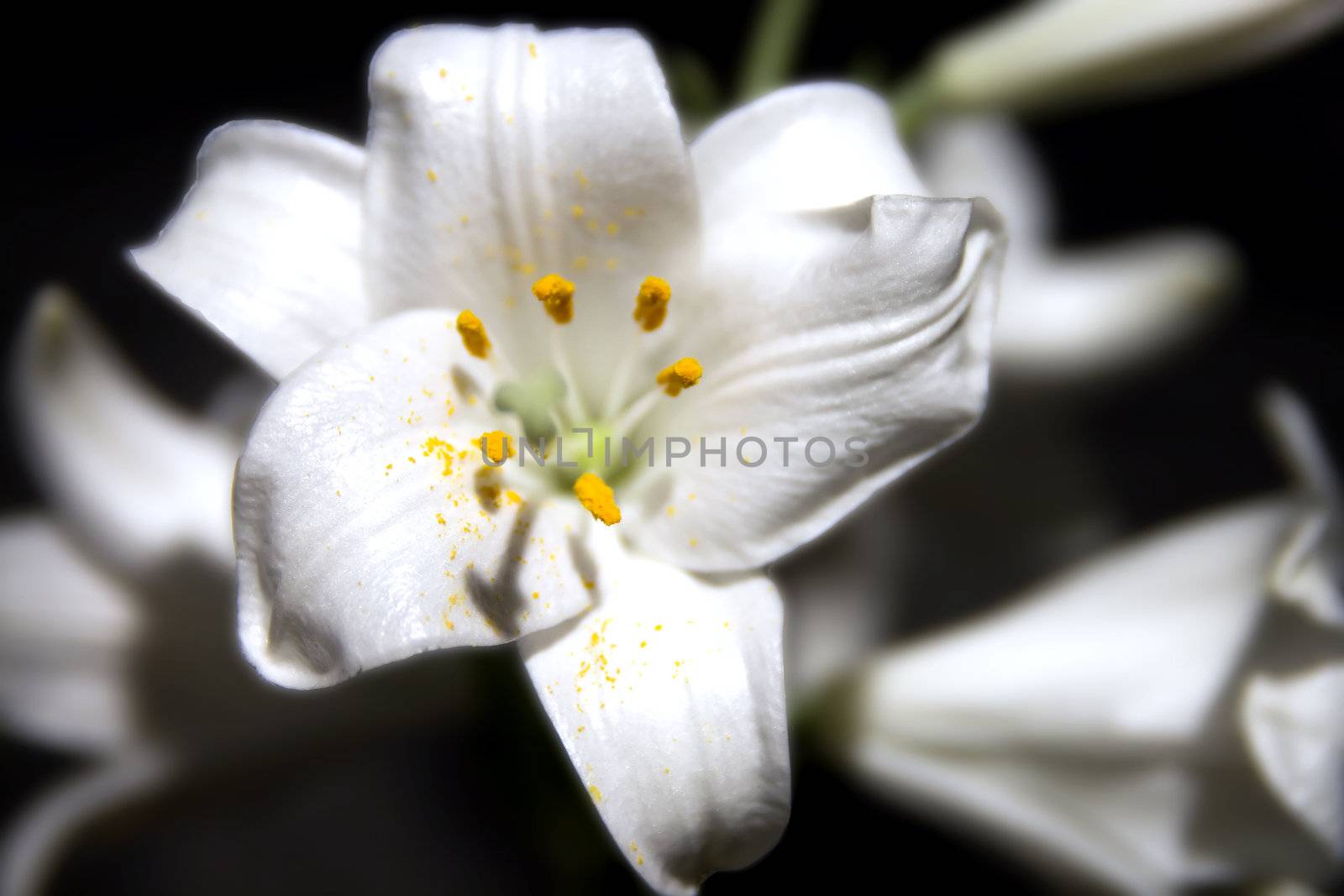 Close up of a white lily, with other lilies on a black background