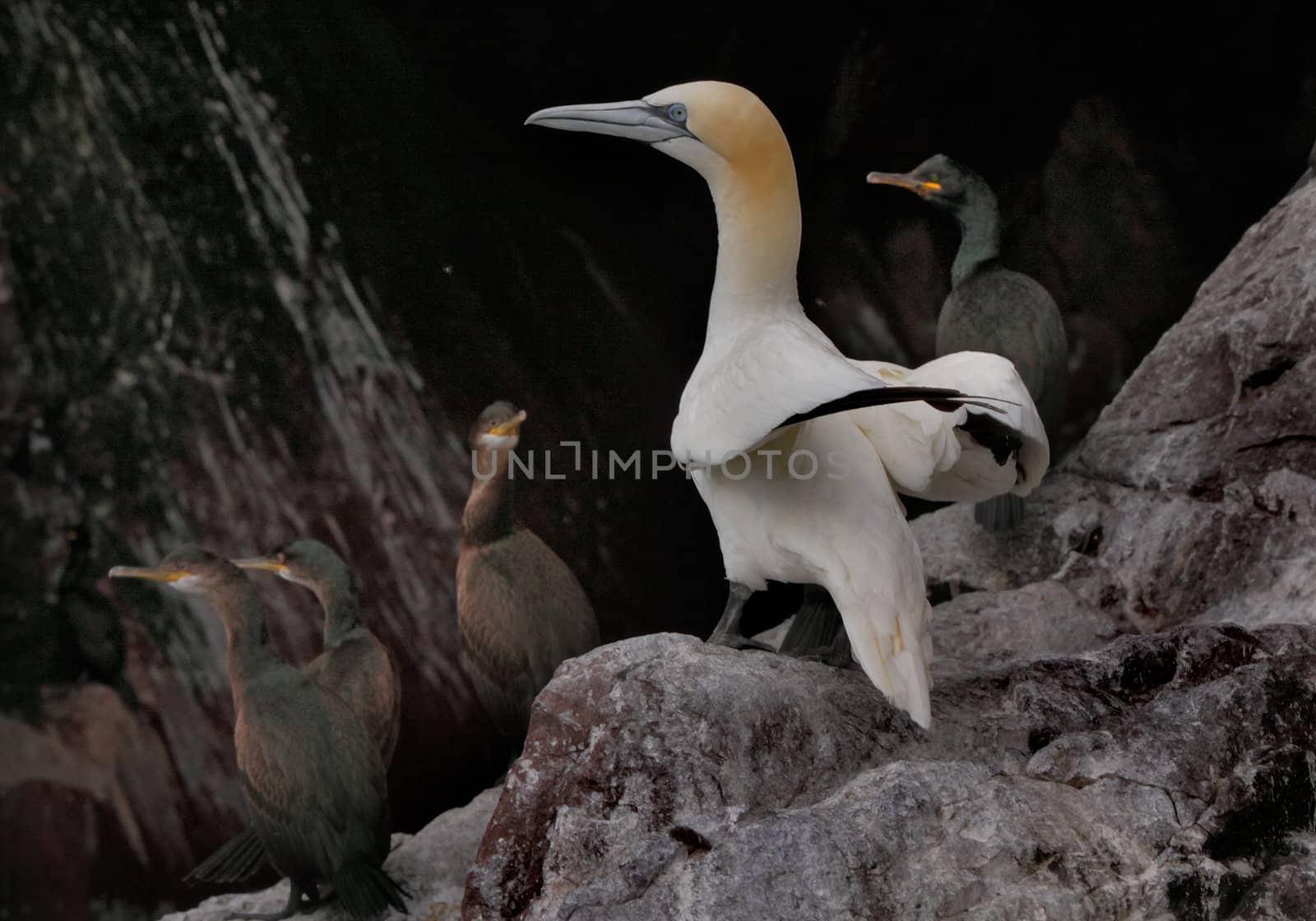 A Northern Gannet on Bass Rock in The Firth of Forth, Scotland, surrounded by adult Shags.