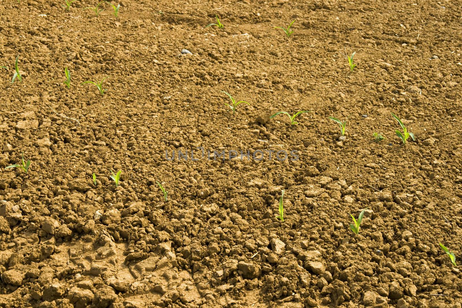 Close up of a field with plants growing up
