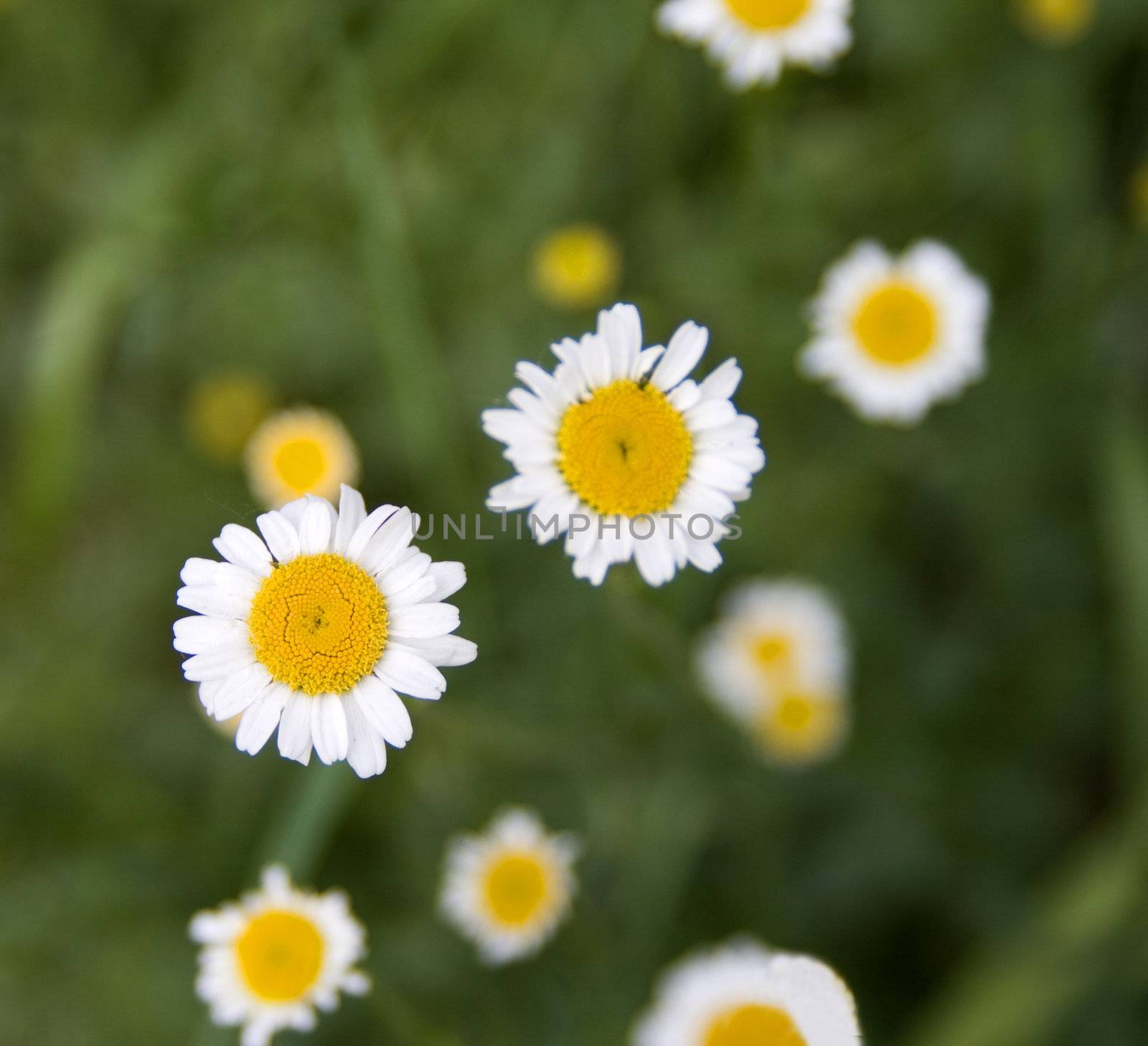 White daisies from upwards, different blurs