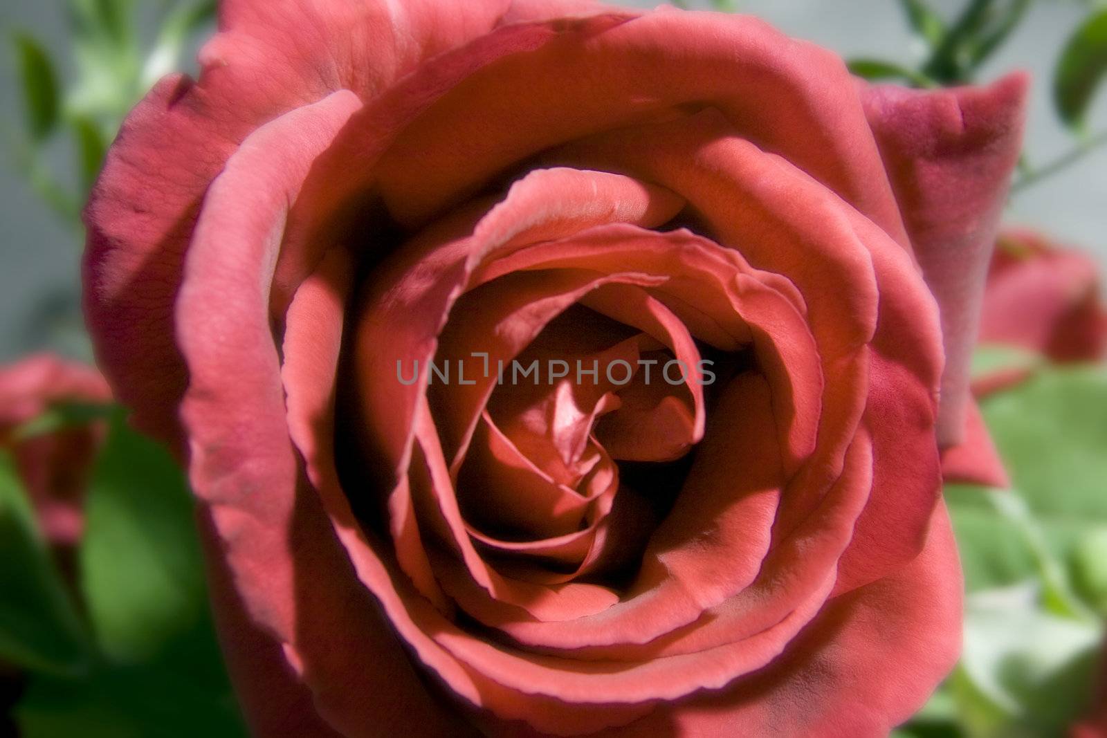 Close up of a great red rose