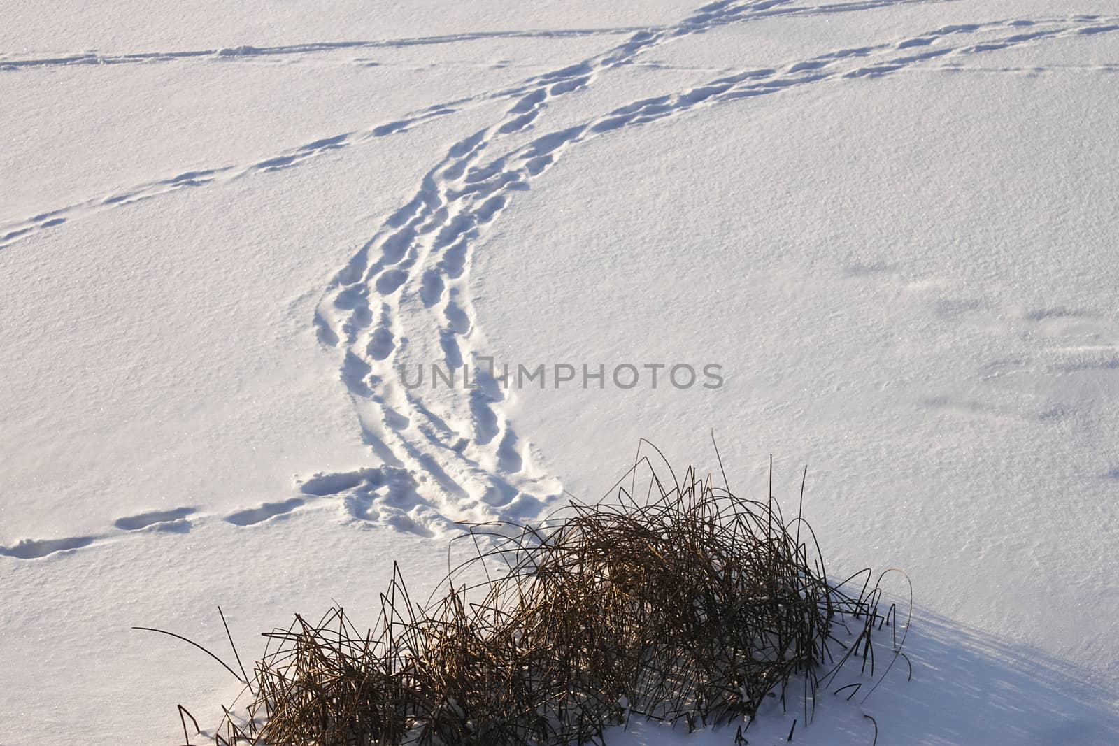 Traces on ice covered with snow. The coastal vegetation in the foreground