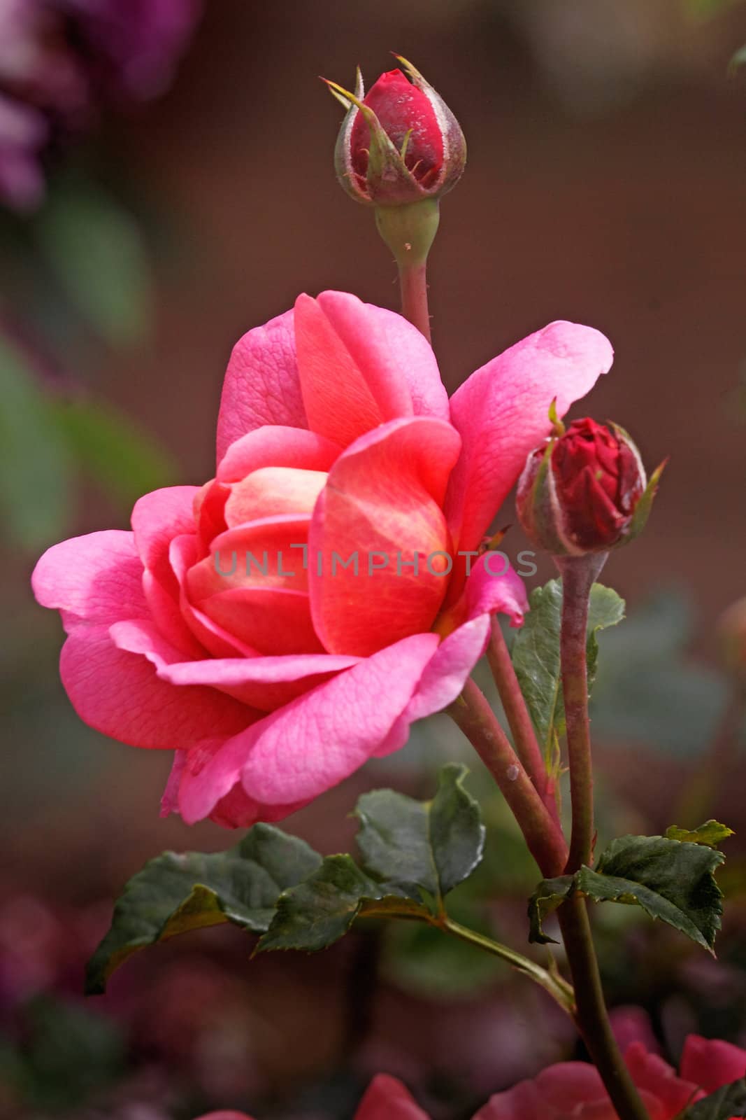 The Christopher Marlowe is a shrub rose growing only to about three feet, with a pleasant scent.