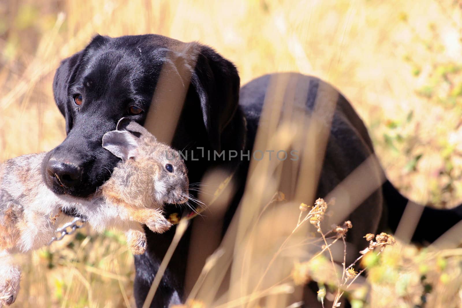 Black lab found a rabbit while on the hunt