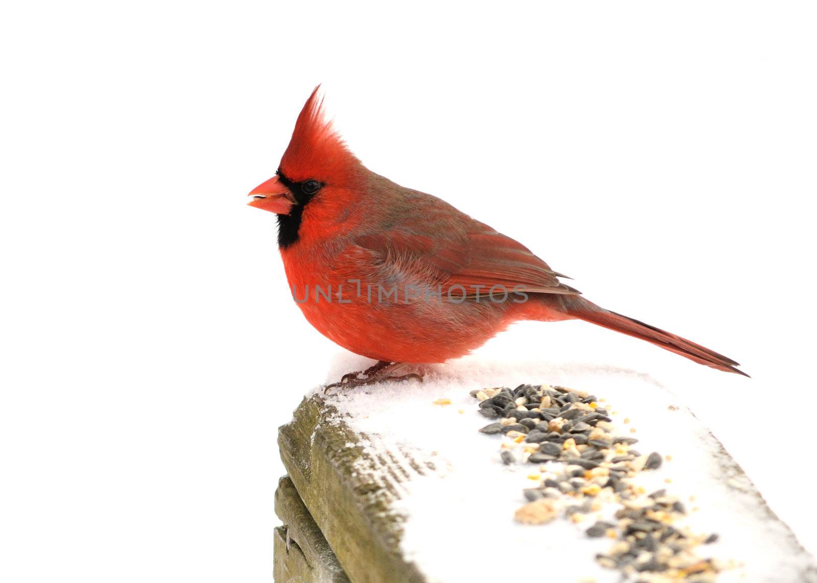 A male cardinal perched on a fence.