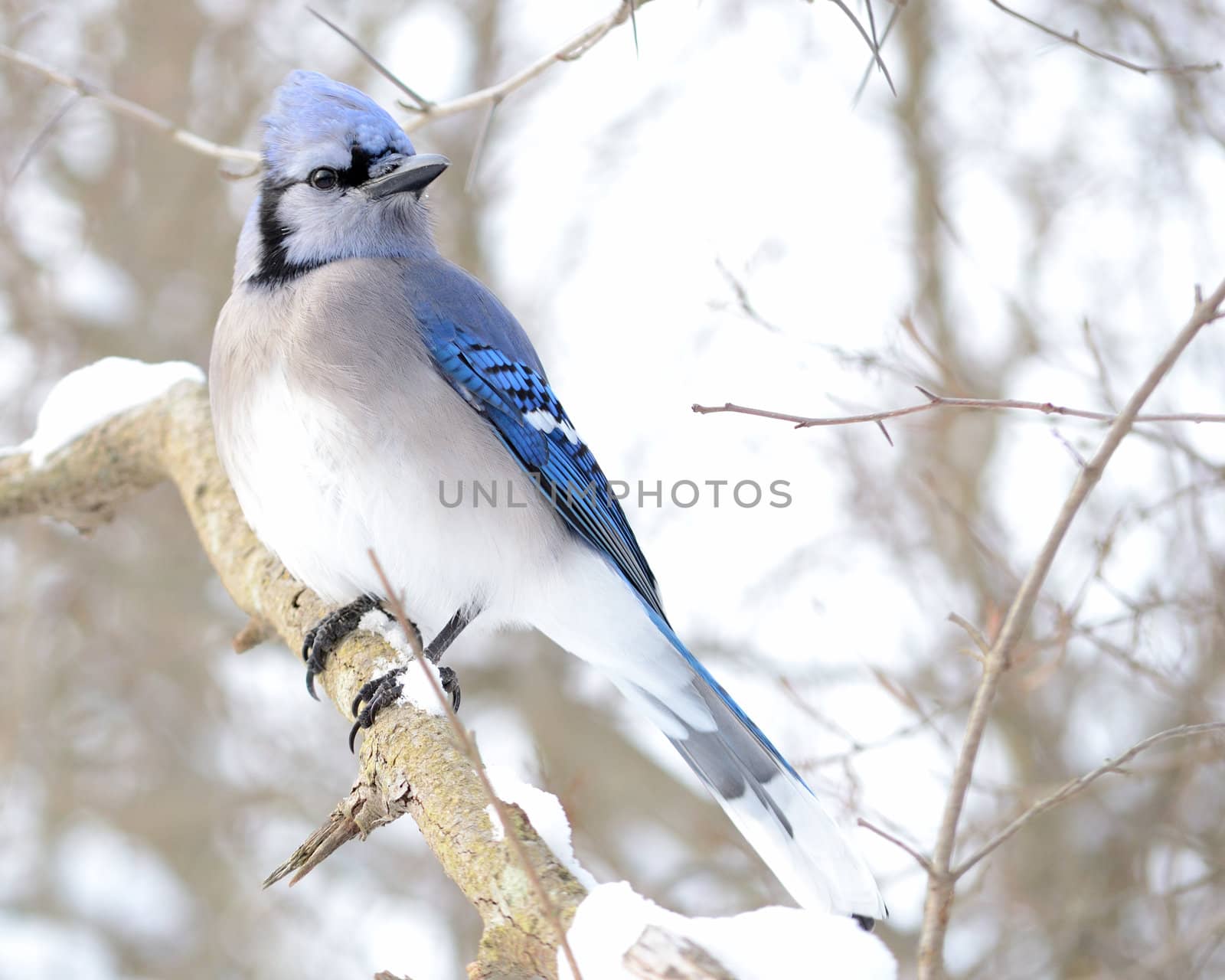 A blue jay perched on a tree branch.