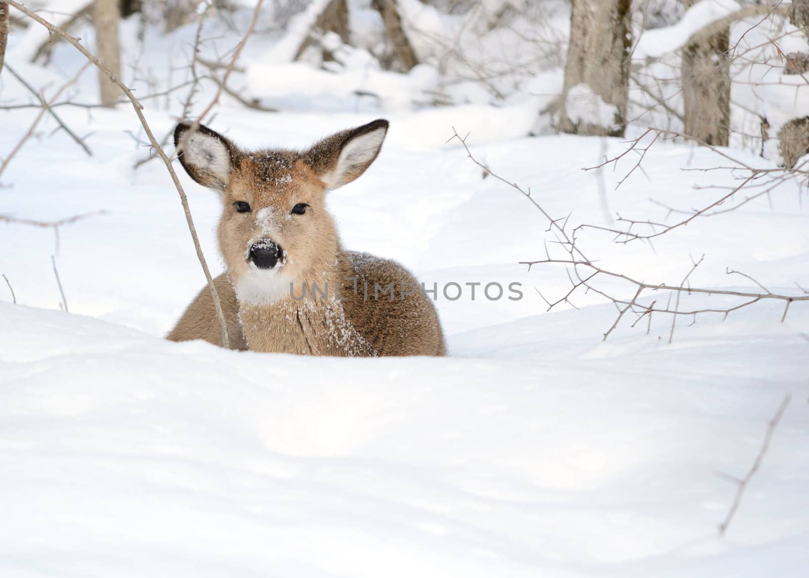 Whitetail deer yearling bedded in the woods in winter snow.