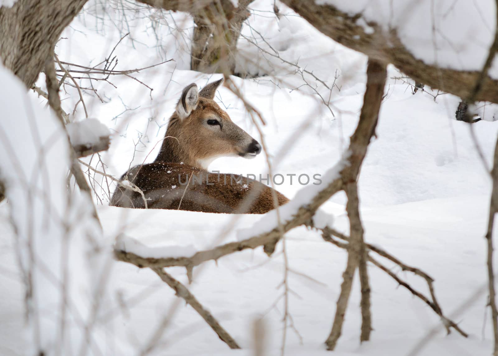 Whitetail deer doe bedded in the woods in winter snow.