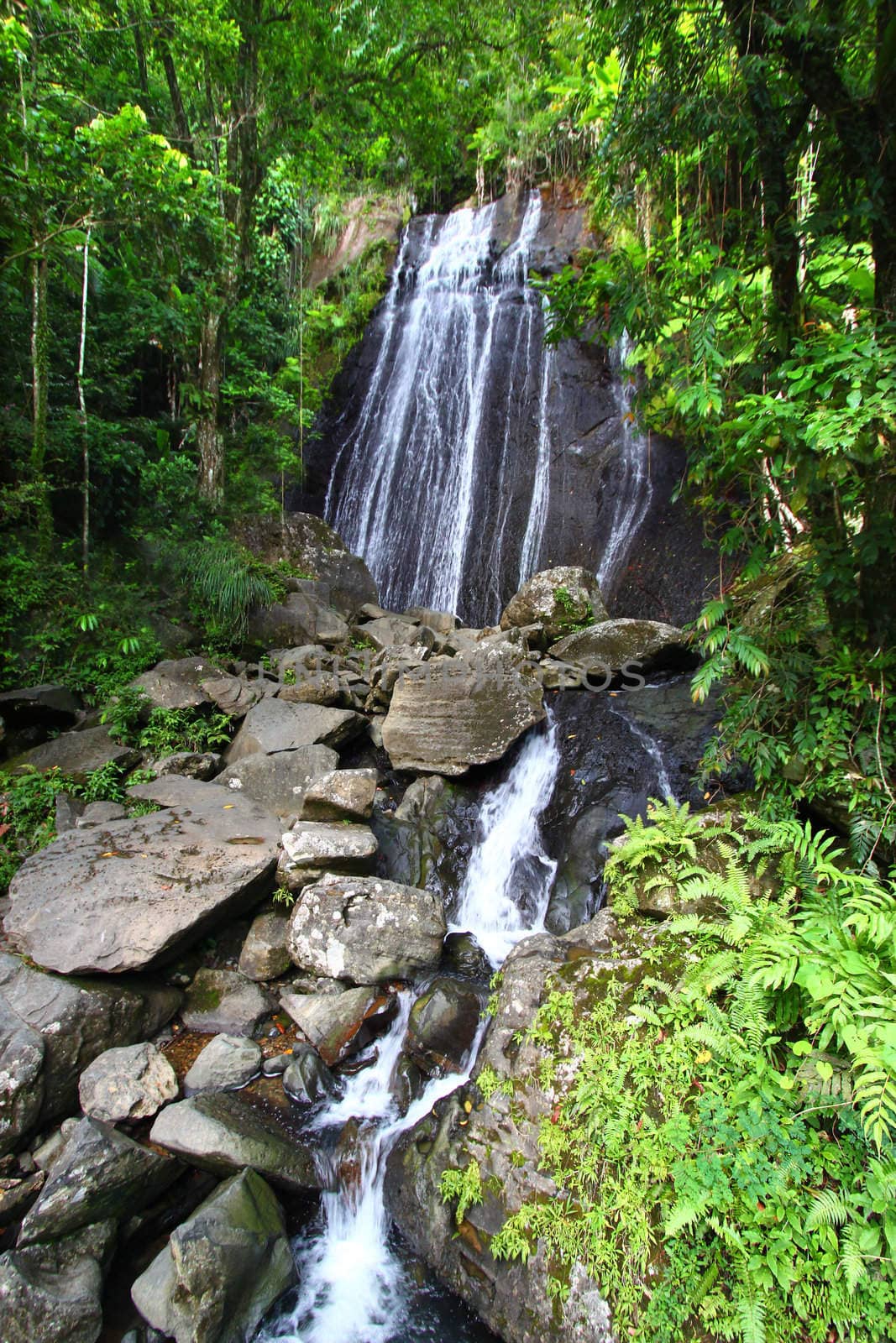 La Coca Falls in the famous El Yunque Rainforest of Puerto Rico (USA).