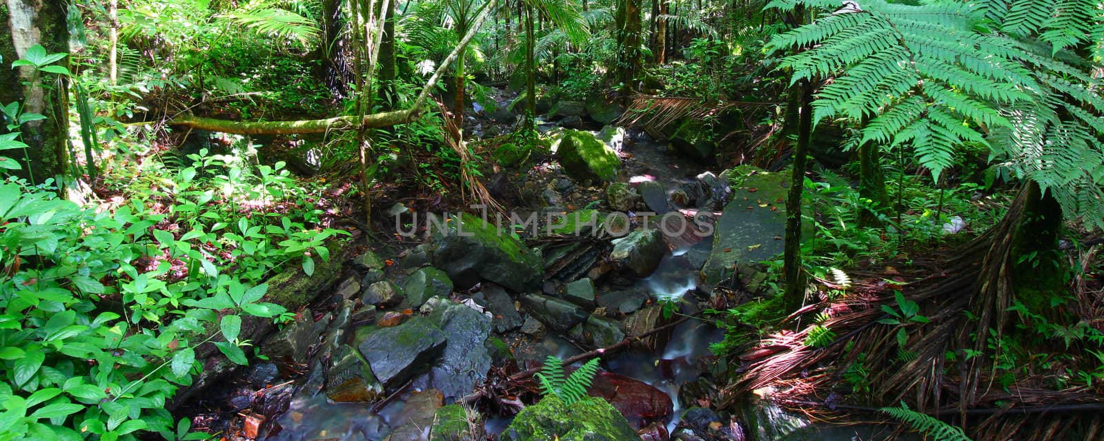 El Yunque National Forest by Wirepec