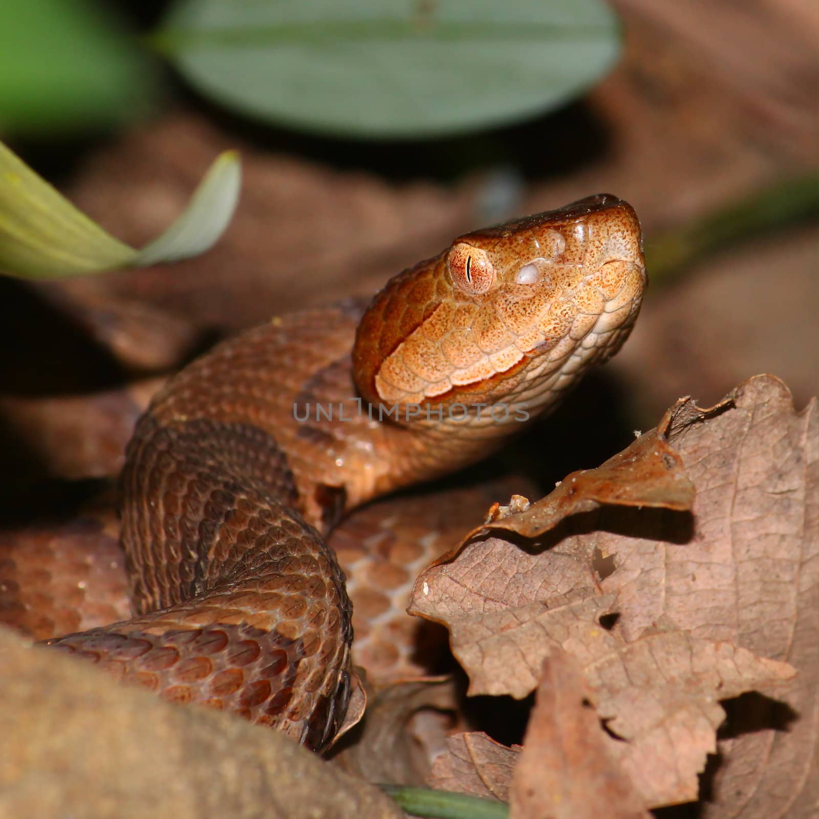 A venomous Copperhead (Agkistrodon contortrix) snake at Monte Sano State Park in Alabama.