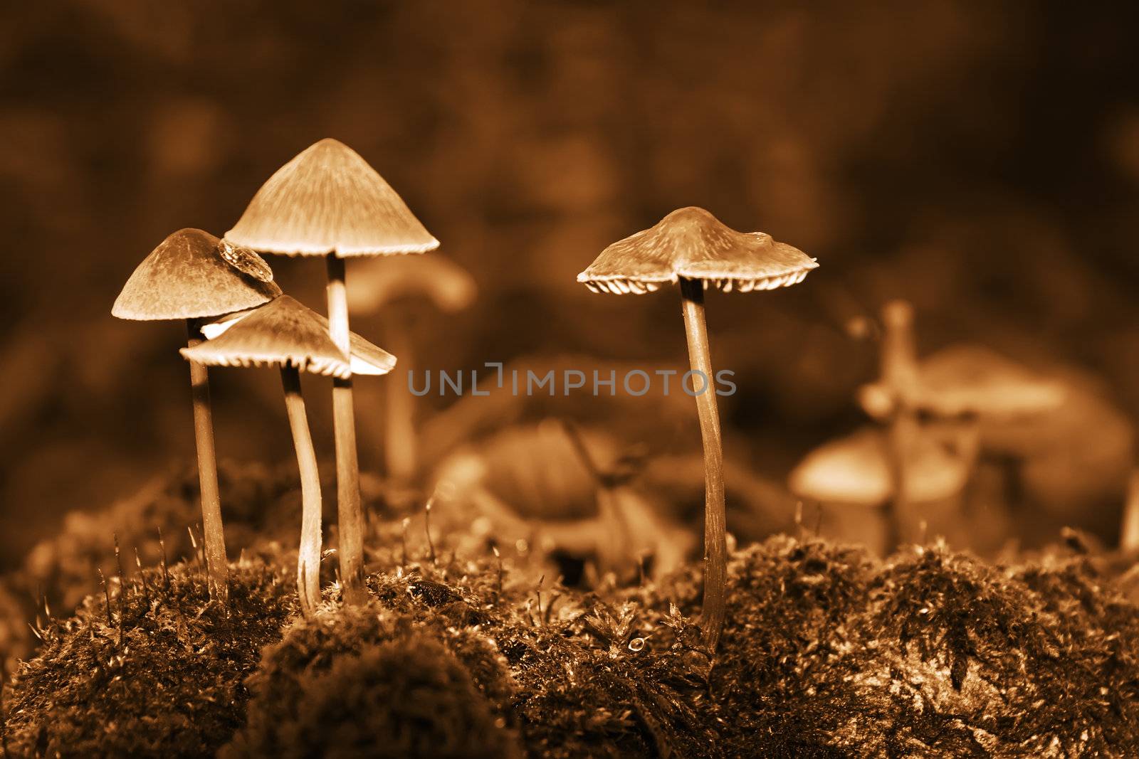 Group forest inedible mushrooms of late autumn. Sepia