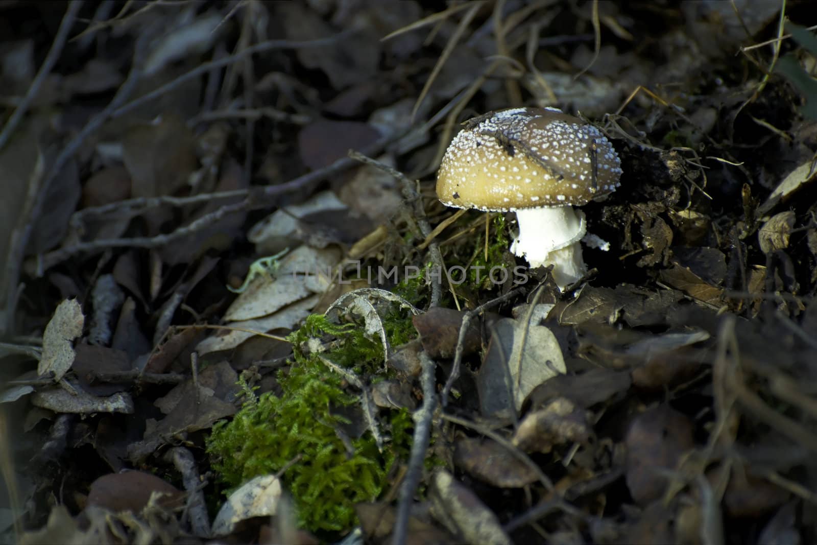 Mushroom growing between fallen autumn leaves