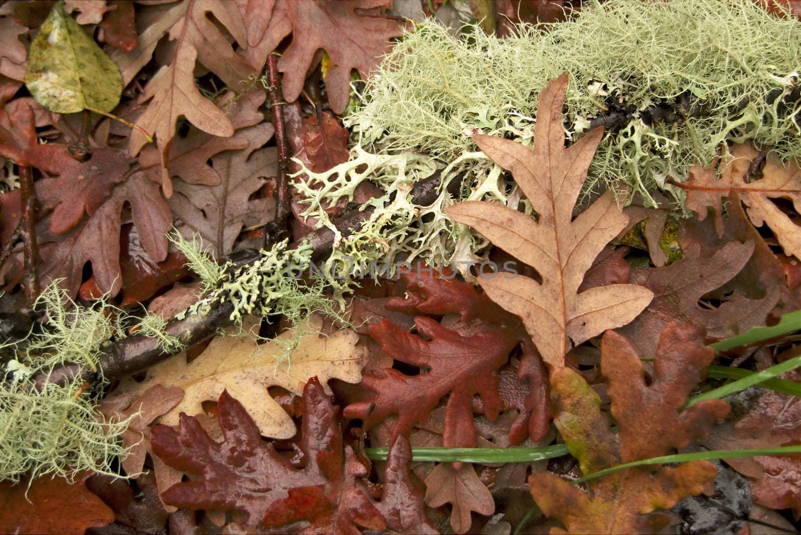 Fallen lichen and autumnn leaves at forest ground