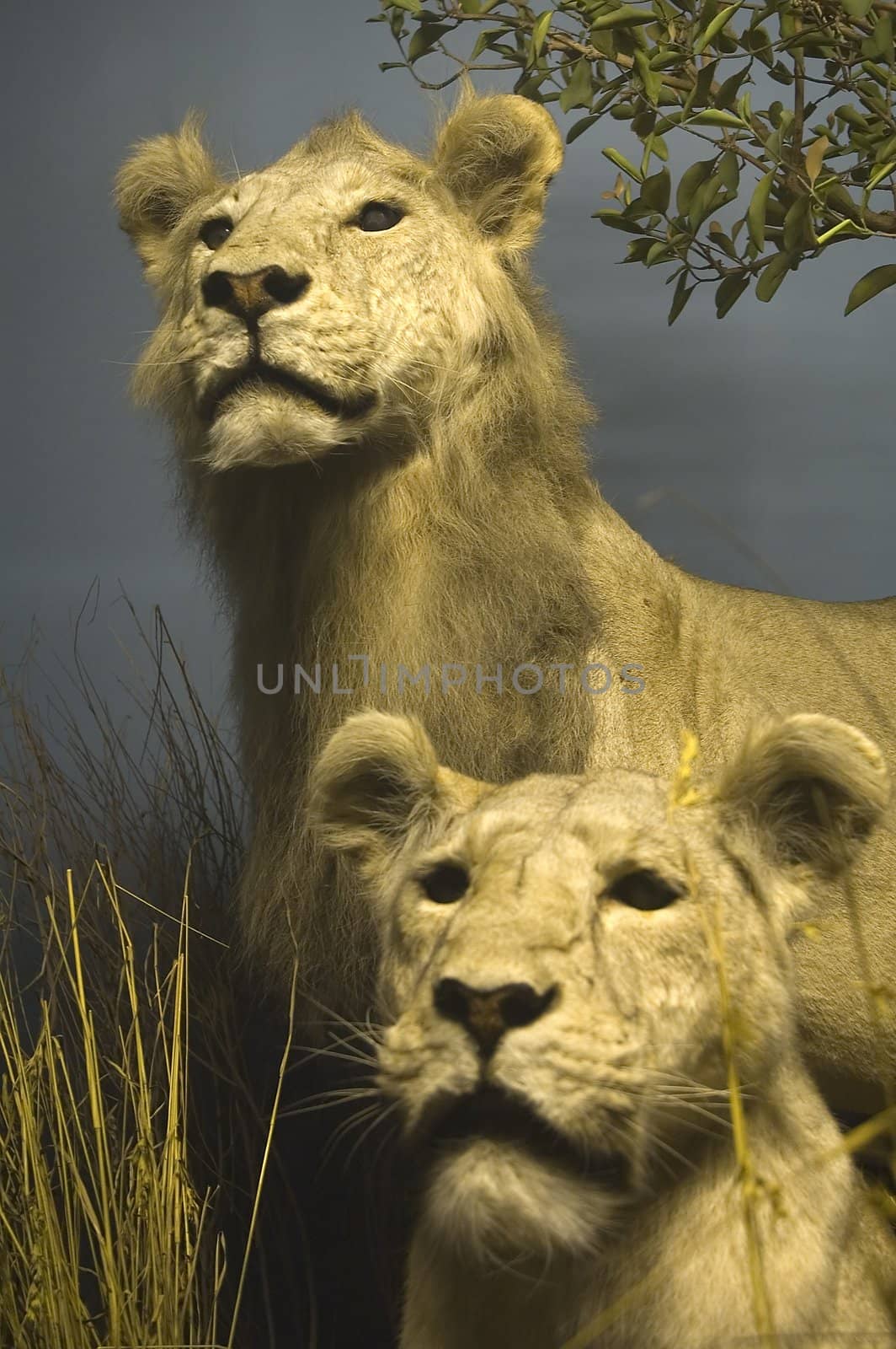 two female lions, dark blue background, 