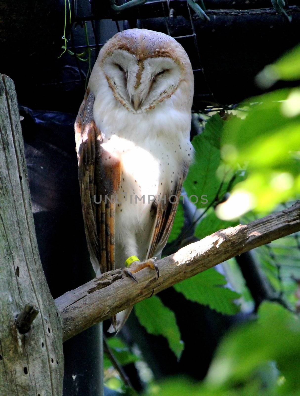 owl white and brown