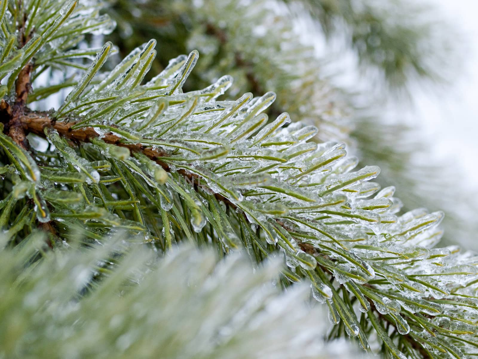 Ice-covered branch of a pine tree