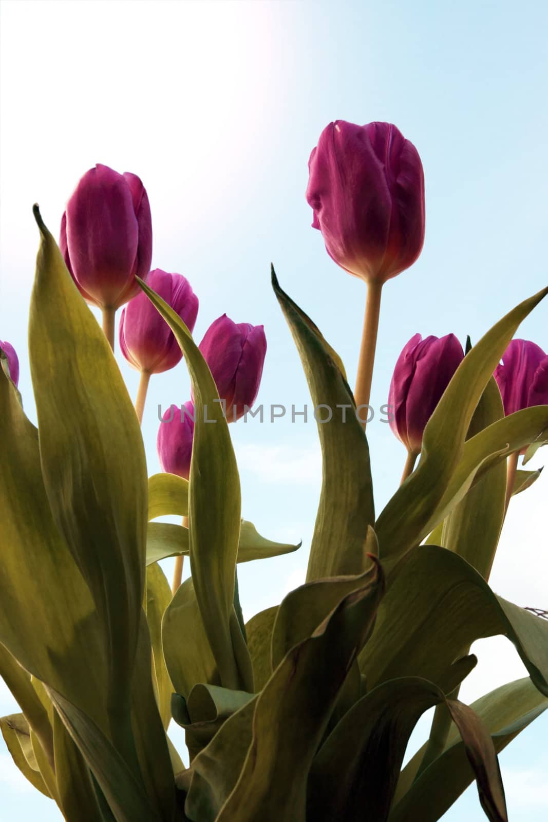 tulips bunched by morrbyte