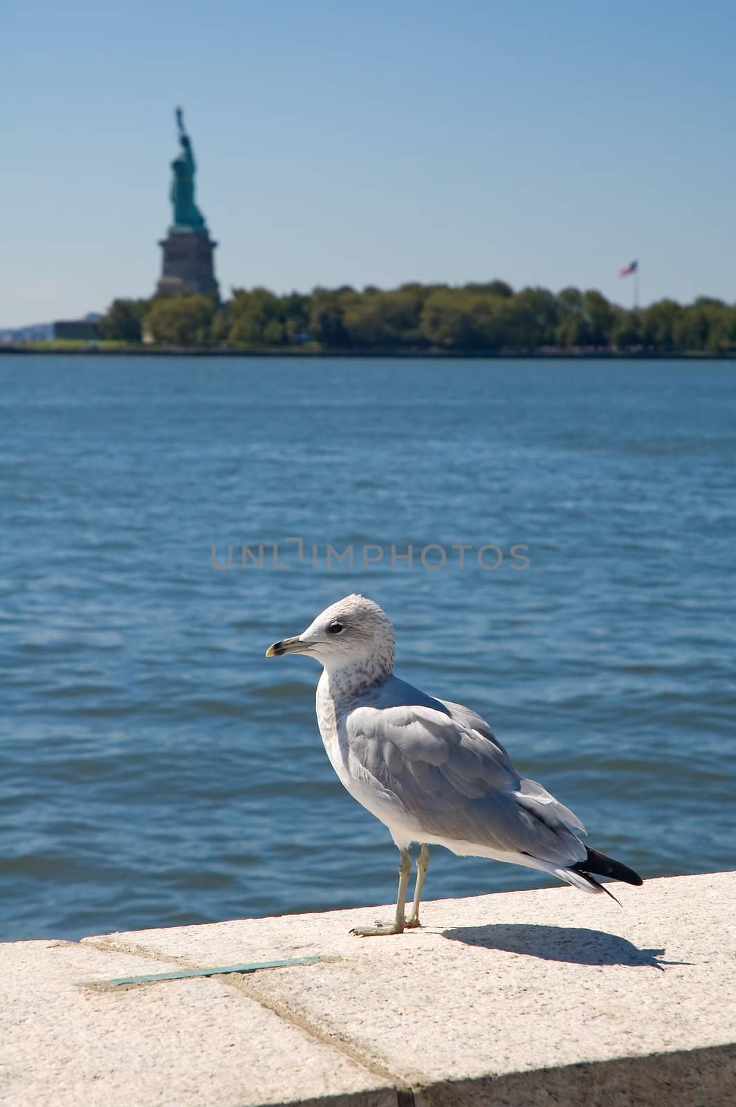 Sea gull standing on a concrete railing at ellis island, statue of liberty blured in background,