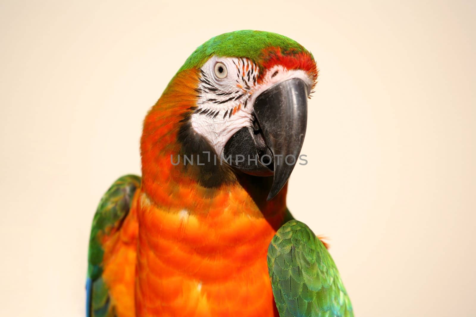 Beautiful green and gold macaw head shot