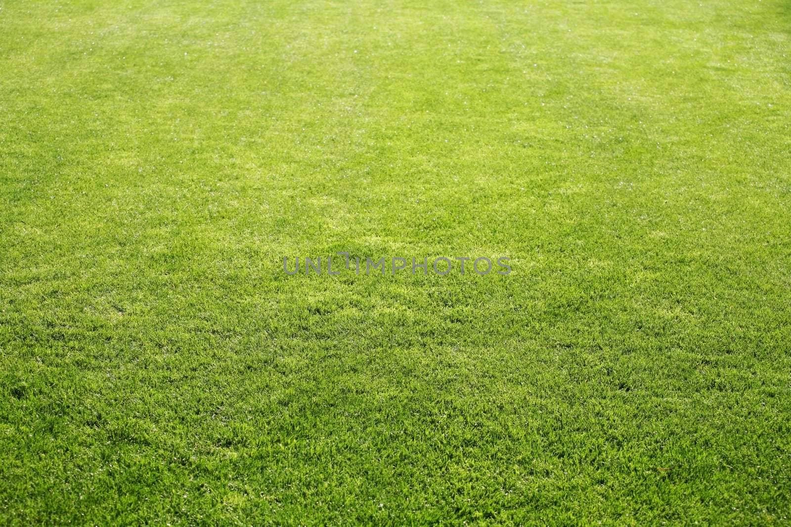 Grass field that makes a wonderful natural background