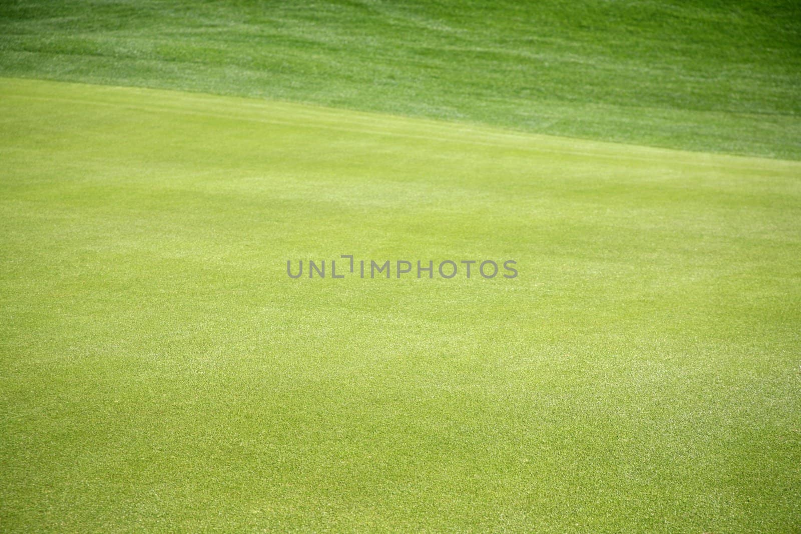 Green grass background great for sports or a park