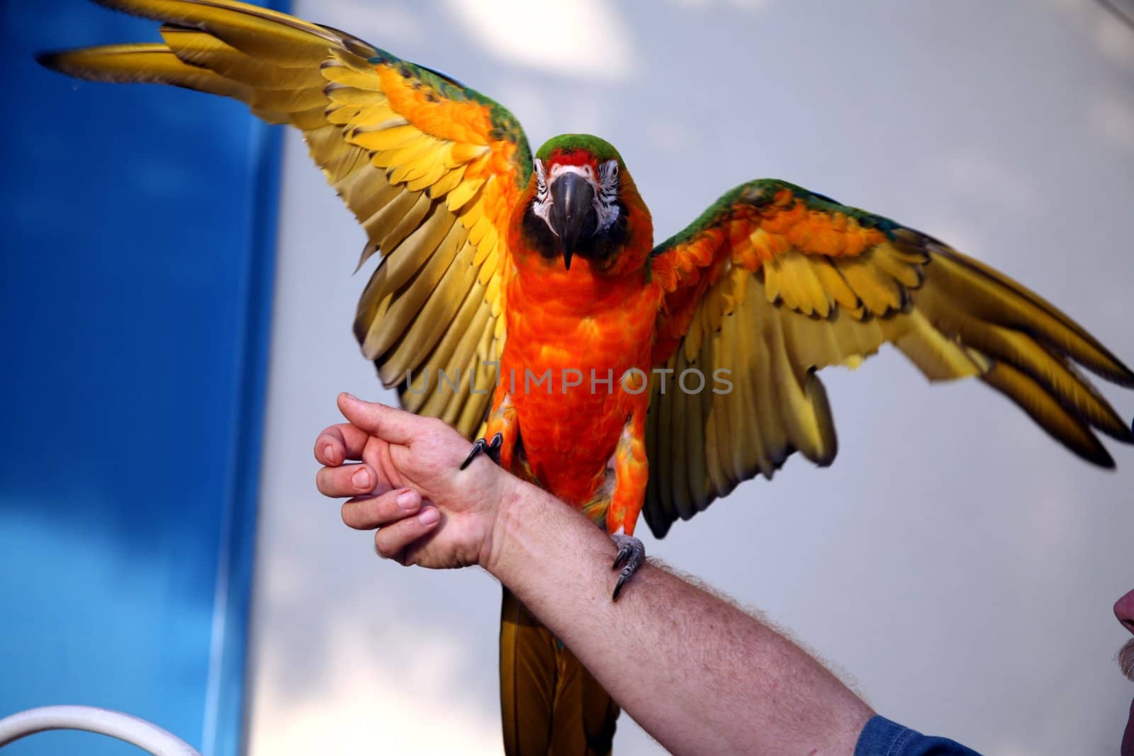 Green and gold macaw with wings outstretched on a man's arm