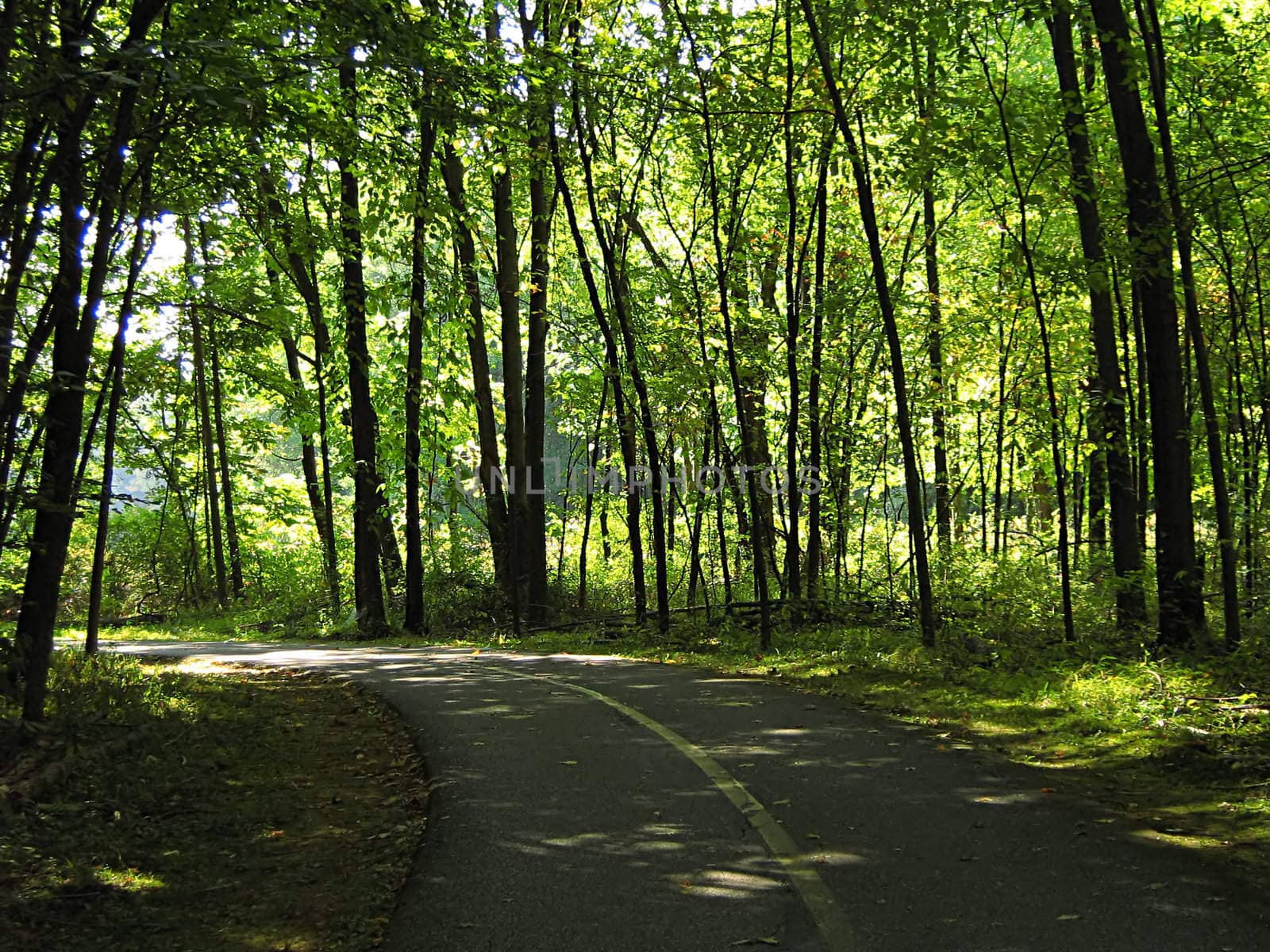 A photograph of a quiet walking trail.