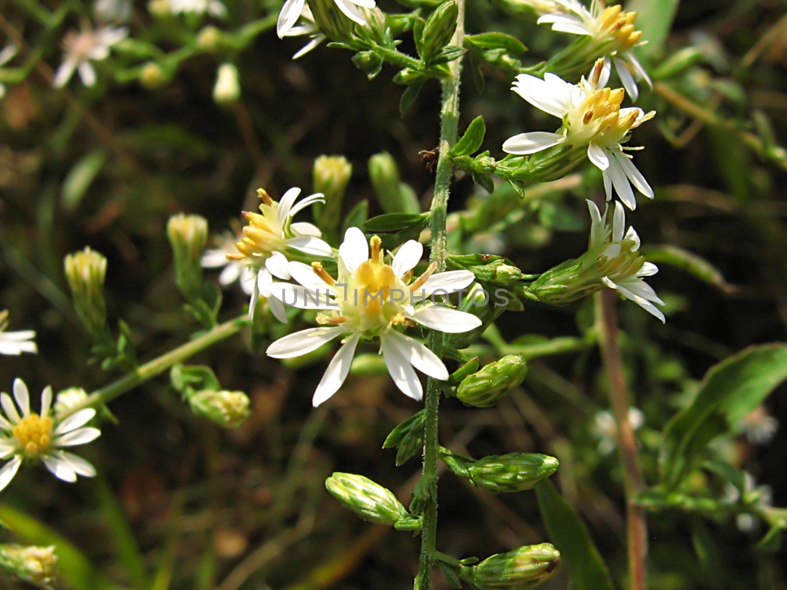 A photograph of a white flower in a field.