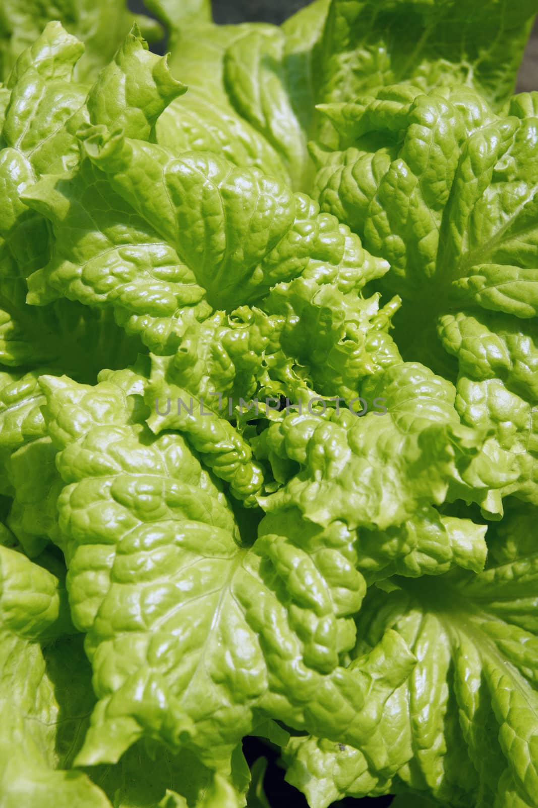 Close up green lettuce leaves background