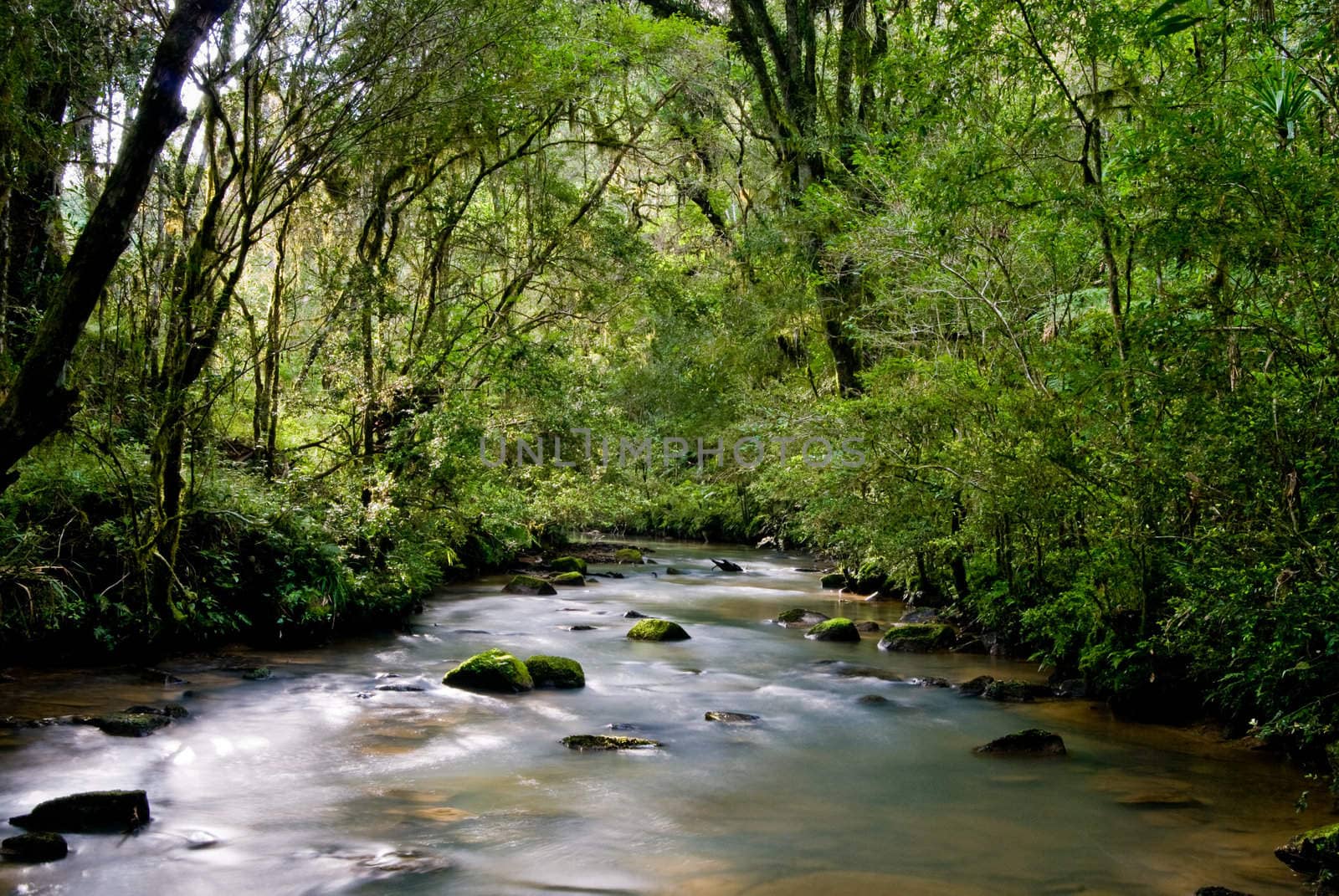 River with rocks and moss in the Brazilian Atlantic rainforest.