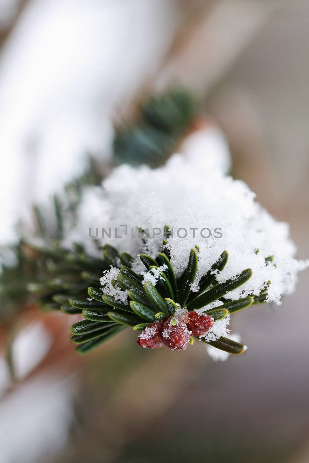 Macro of a pine tree branch with fresh fallen snow. Extreme shallow DOF.