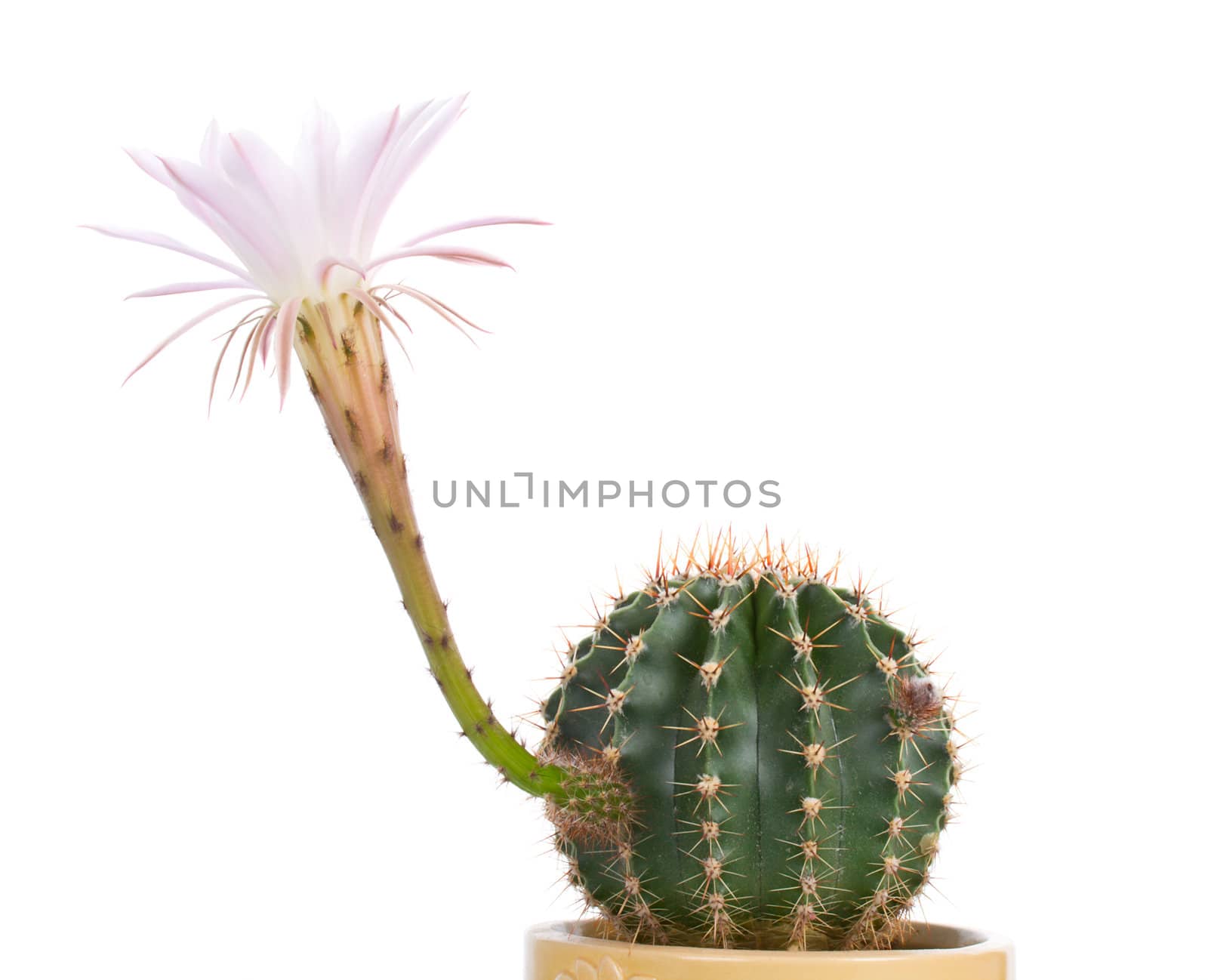 close-up blossoming cactus with white flower by Alekcey