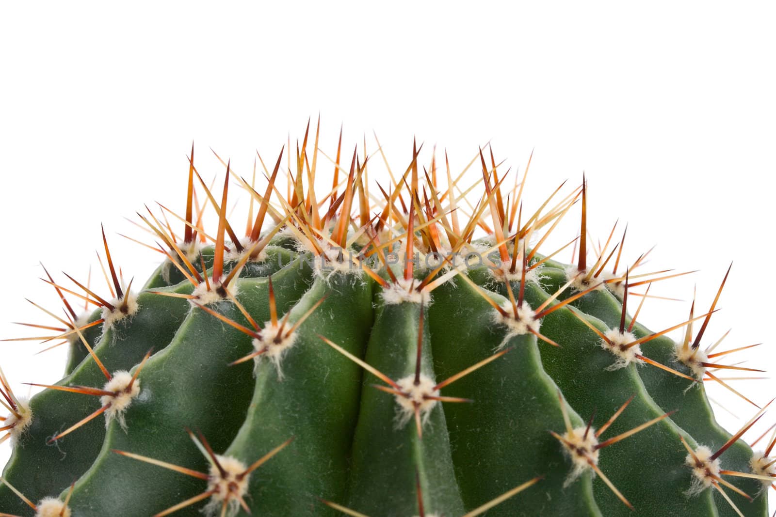 close-up part of cactus, isolated on white