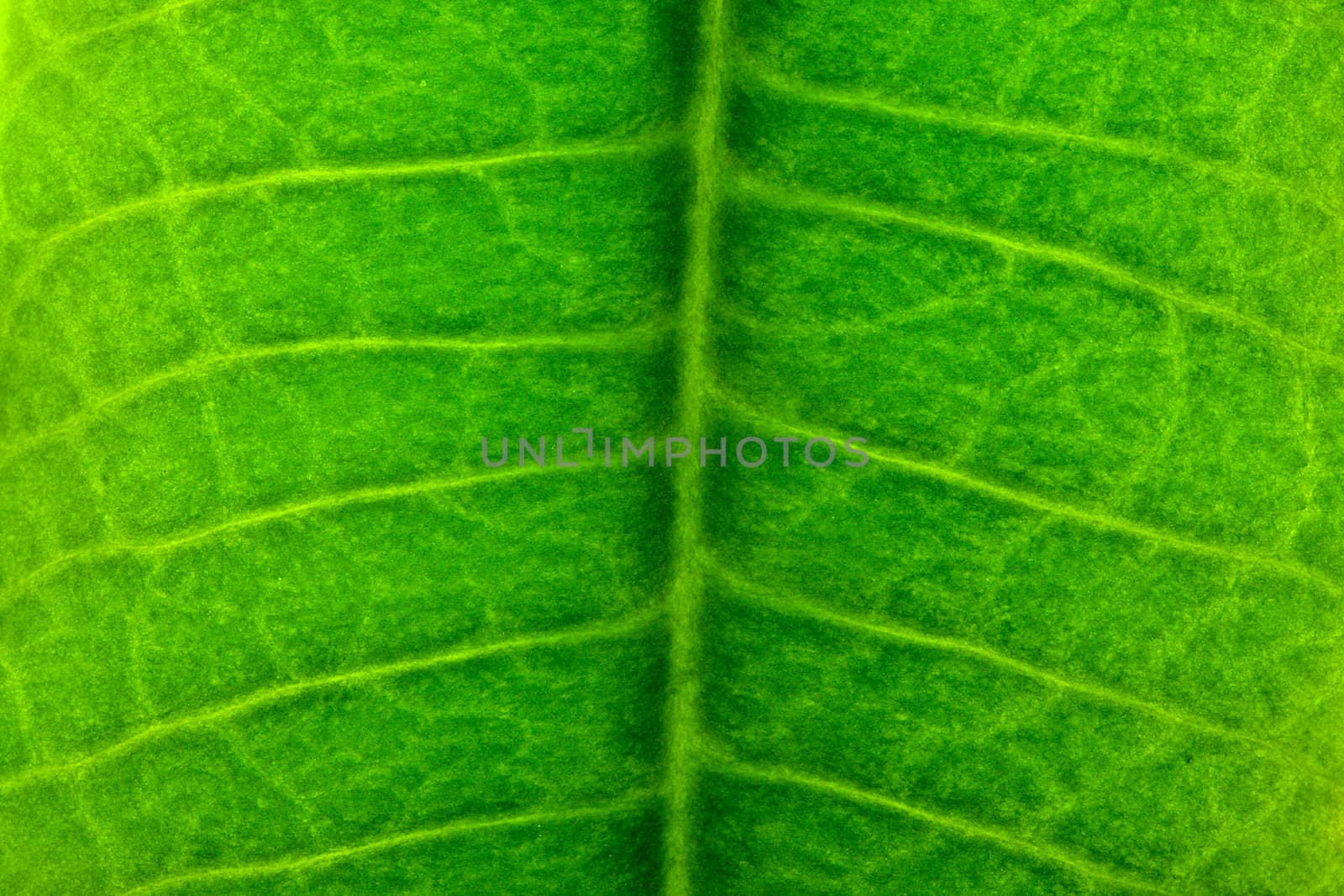 close-up green leaf texture by Alekcey