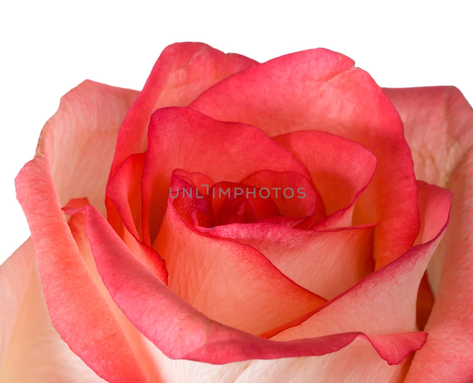 close-up pink rose, macro shot, isolated on white