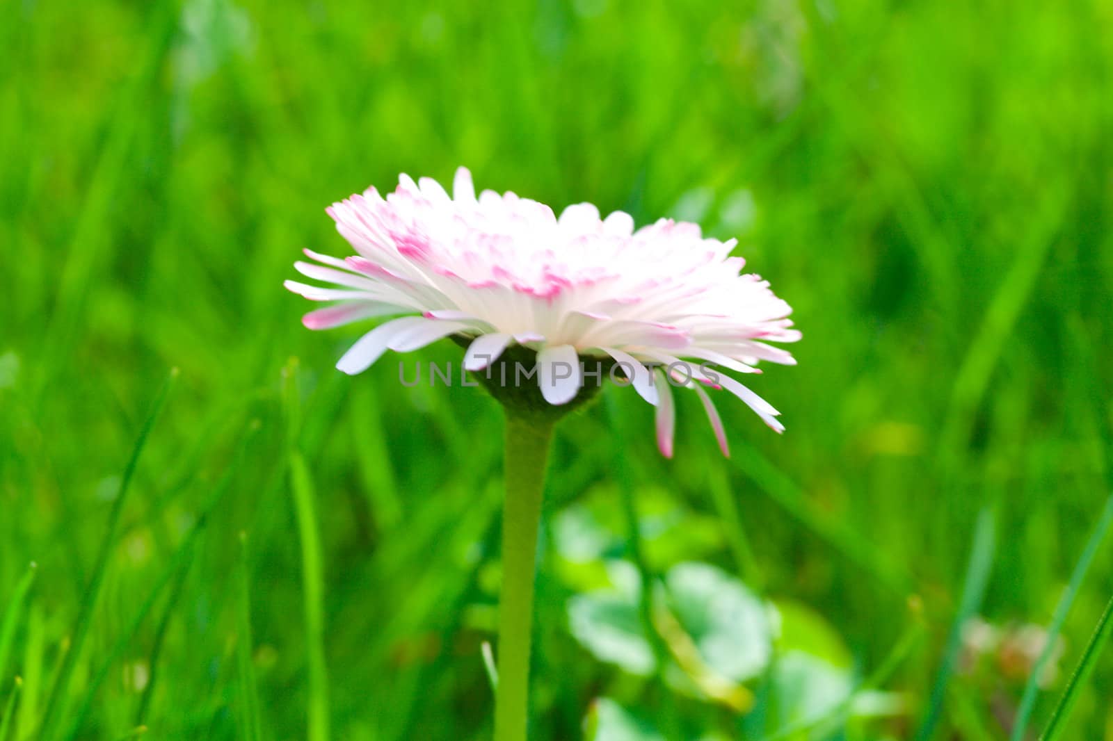 close-up single daisy on green grass background