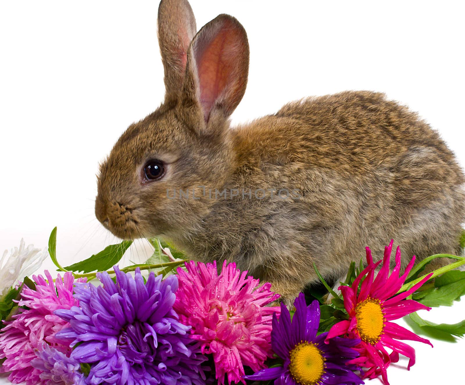 close-up small bunny and flowers by Alekcey