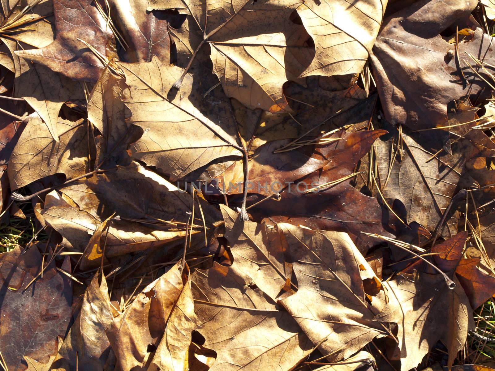 A leaves texture. by jochenteschke9