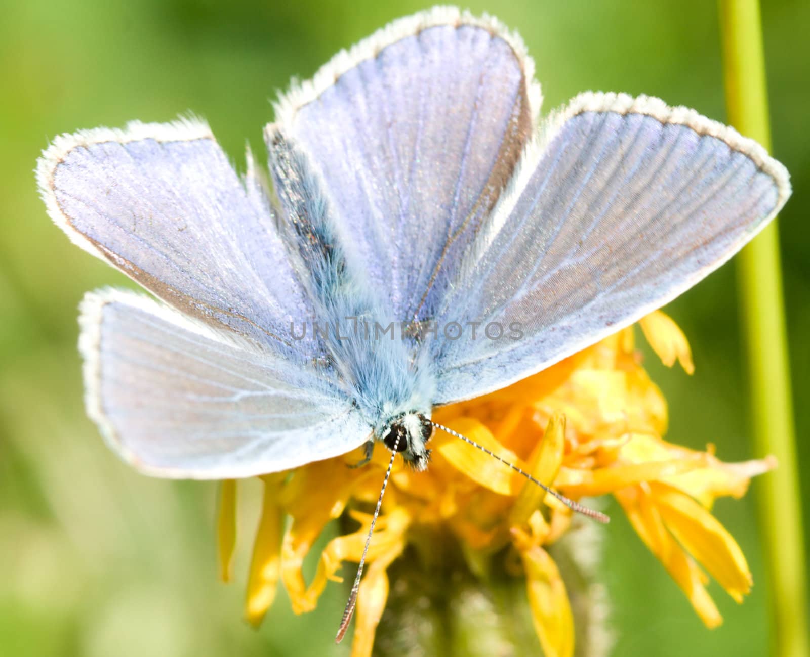 cooper butterfly on yellow flower